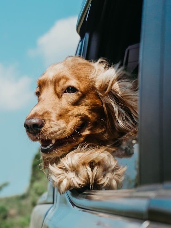 Safe car travel with your pet